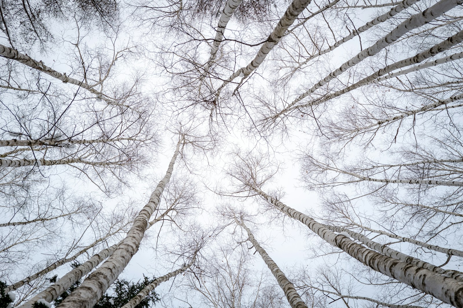 Looking up at a group of tall trees